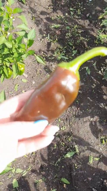 Перец "Шоколадный". Камера не передаёт точный оттенок # смотреть онлайн