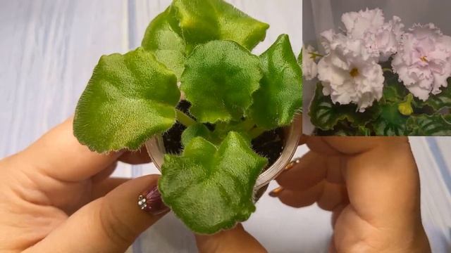 "ФИАЛОЧНЫЙ БАЗАР". Продажа взрослых фиалок, деток и ста смотреть онлайн