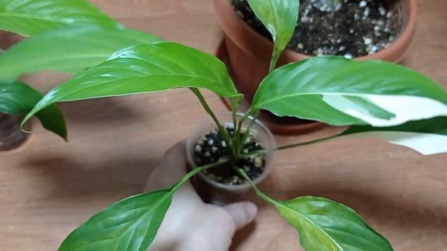 Излишки спатифиллум Пикассо. Альбомы Излишек ВК и Одн?