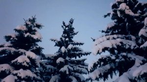Футаж Зимние Елки в Снегу. Зимние Пейзажи Видео. Видео?