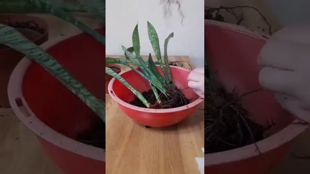 Сансевиерия. смотреть онлайн