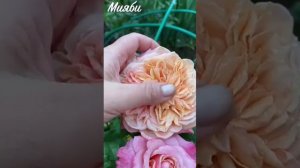 Японские розы в подмосковном саду. Miyabi и Miyabi Cha. Второй