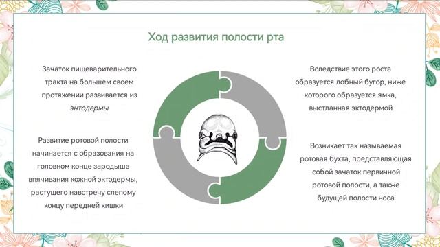 Жаберные дуги и их производные. Развитие лица и полости рта