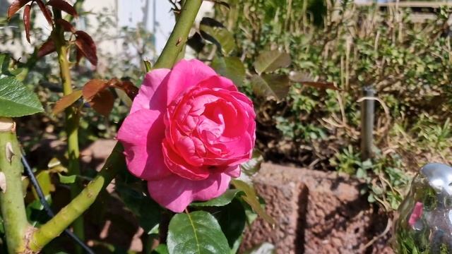 Naomi НАОМИ РЕНЕССАНС От весны до зимы.