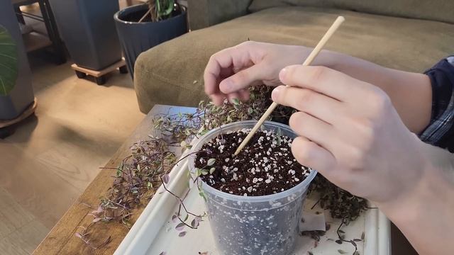 Разговорная ПЕРЕСАДКА  Обновляю КАЛЛИЗИЮ пересажива