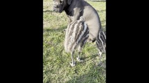 Страусята и собака