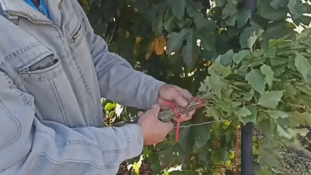 Веник для бани. Показывают, как правильно связать веник