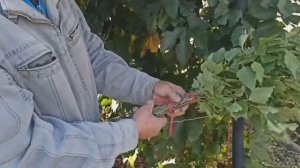 Веник для бани. Показывают, как правильно связать веник