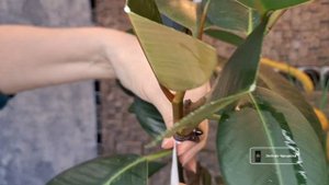 ПОСОБИЕ по ПРИВИВКАМ для ФИКУСА каучуконосного Ficus elast