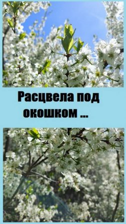 Расцвела под окошком белоснежная вишня