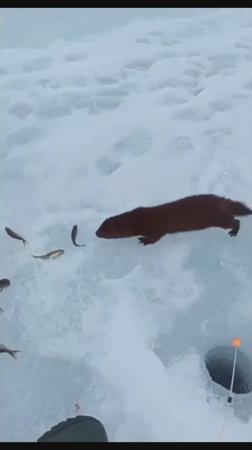 Случай на рыбалке 🙀🐟