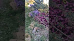 История спиреи карамель.Сочетание камней, почвопокро