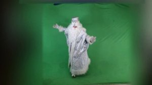 дед мороз на зеленом фоне, хромакей, футаж