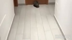 Вратарь и голкипер приколы)))