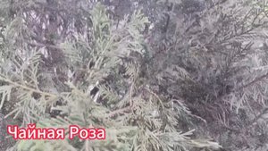 Предчувствуя беду, обычный таксист решил проследить з