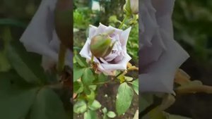 Японская Роза Замок Черники. Второе цветение_как себя