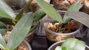 НОВЫЙ РОСПУСК #phalaenopsis  Miki Pink Fox(variegata & peloric)🥀🥀🥀