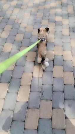 Наша утренняя прогулка.🐾#19052025

#Весна #Май #Понедельник