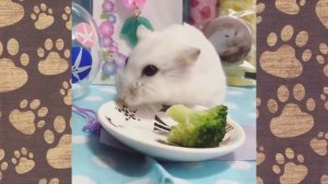 СМЕШНОЕ ВИДЕО ПРО ХОМЯЧКОВ! КАНАЛ ХОМКИ! Смешная озвучка ХОМЯКИ