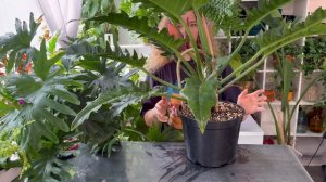 САМЫЙ большой филодендрон в коллекции