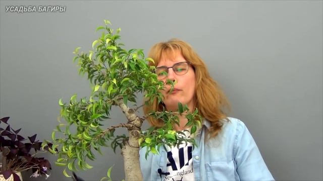 Бонсай из взрослого фикуса Бенджамина (ч.8). смотреть онлайн