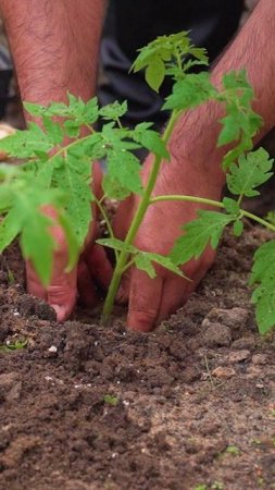 Ваша рассада готова к высадке в грунт? 🌱🫑🍅
