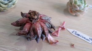 Весенняя распаковка суккулентов 🌞#суккуленты