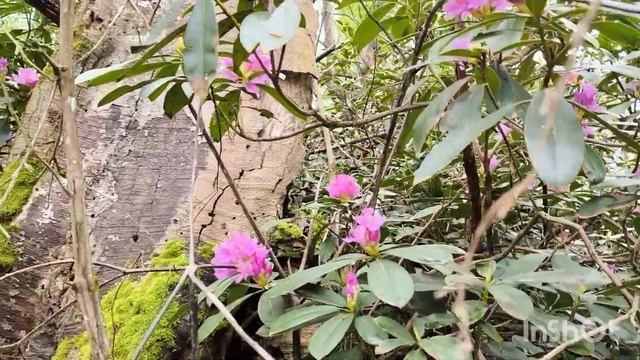 Грибы и цветы апрельского Сочинского леса. смотреть онлайн