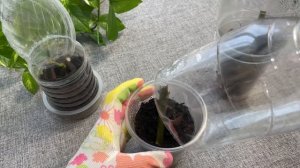 Лёгкое черенкование роз и 100% результат!