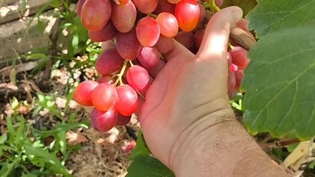 КРАСНАЯ РОЗА виноград селекции Калугина В.М. с мускато смотреть онлайн
