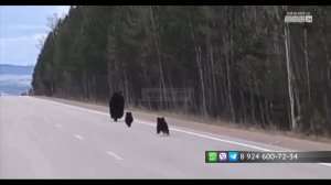 На автотрассе Братск – Усть-Илимск снова видели семейство медведей
