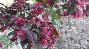 сакура,apple 🍏 tree's and spring flowers 🌼 🌼 🌼 🌼 🌼 🌼 😍 весенние цветы яблони,яблоки