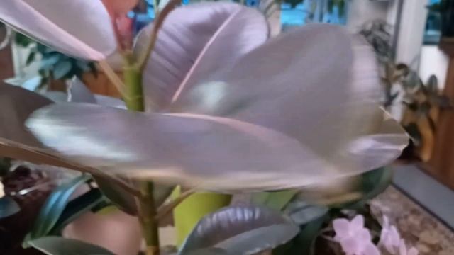 13 января 2025 г. Похвастушки, мой новый фикус 😊🌺 смотреть онлайн