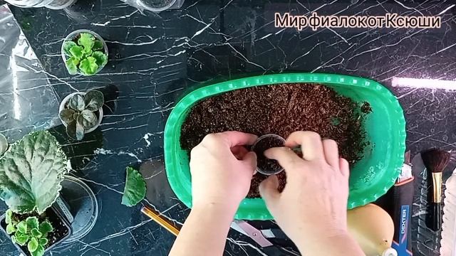 Укореняю фрагмент листа фиалки