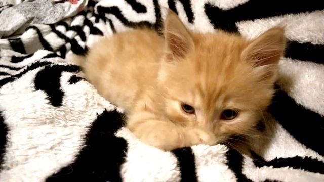 Пух и Мама-одеяла