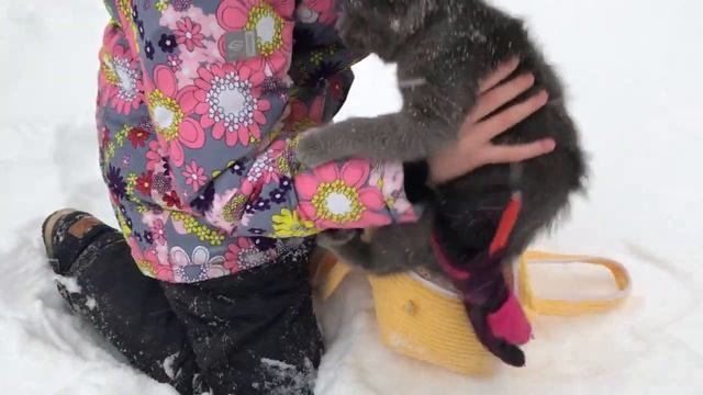 Мой Котенок Тим впервые видит снег!  Везу Котика в Ветлечебницу