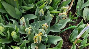 #Rococo тюльпан.