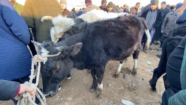 ШАНБЕ БОЗОР НАРХИ БУКАЧА ГНАЧИН ГУСФАНД КУЧКОР СОВЛУКИ БУГОЗ ГОВИ ШИРТЕ 17 декабря 2021