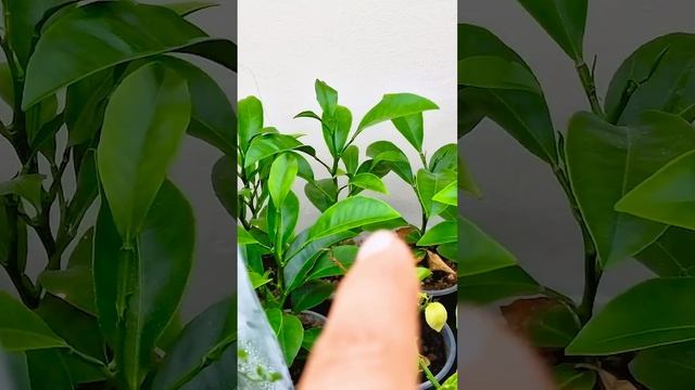 Мандарины на подоконнике: как вырастить сочные плоды ?