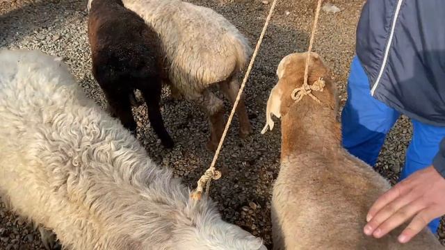 ГУСФАНД БОЗОРИ РЕГАР НАРХИ КУЧКАР СОВЛУК
