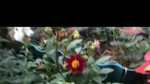 Цветочная рапсодия , нежность и вдохновение  от бабушк