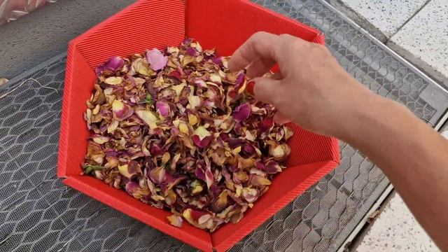 Яркая двухцветная DieSehenswerte ДиЗеенсверте floribunda Kordes с