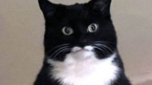 СМЕШНЫЕ КОТЫ 2025 ЛУЧШИЕ ПРИКОЛЫ С КОТАМИ, КОШКИ, КОТИКИ, СОБАЧКИ, СМЕШНОЕ ВИДЕО