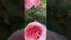 Роза Амандин Шанель Массад. Живёт в подмосковном саду