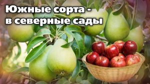 Посадите яблоню этим способом. Удивитесь результатам