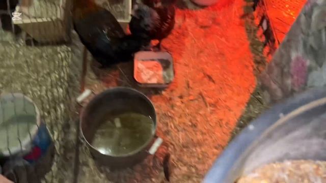 НашеУтро🤗Пророщенная пшеница🌾Вычисляем курочку с ? смотреть онлайн