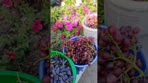 Виноград Роза красная, Днепровский сувенир, Талдун.