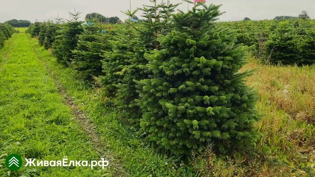 Датская ёлка Пихта Нордмана — обзор, основные особенн смотреть онлайн