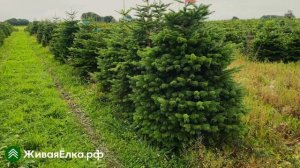 Датская ёлка Пихта Нордмана — обзор, основные особенн