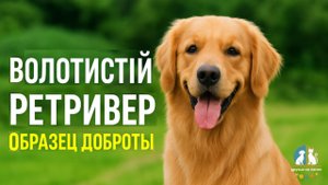 Голден ретривер — идеальный компаньон для всей семьи!